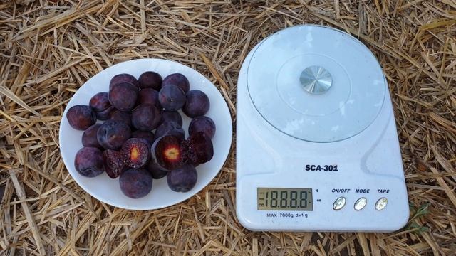 СЛИВОВО - ВИШНЕВЫЙ ГИБРИД МЭЙНОР смотреть онлайн