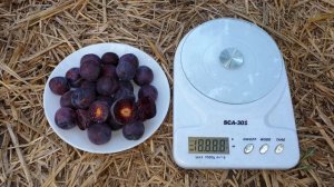 СЛИВОВО - ВИШНЕВЫЙ ГИБРИД МЭЙНОР