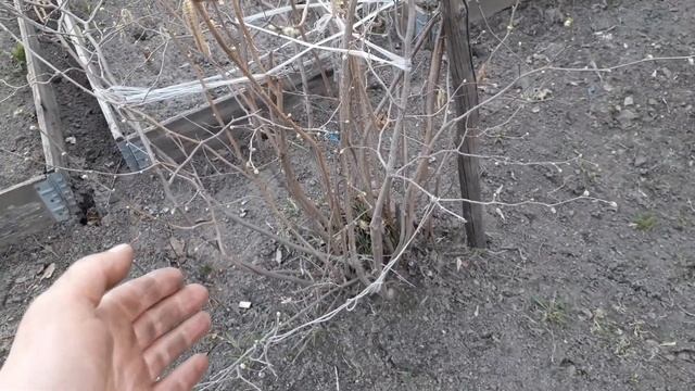 Лещина американская, весна, Сибирь смотреть онлайн