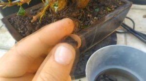 Фикус Гинсенг бонсай (Ficus Ginseng). Подрезка, советы по уходу и формирование.