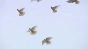 Клип. голуби