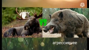 Европейский лось VS кабан секач