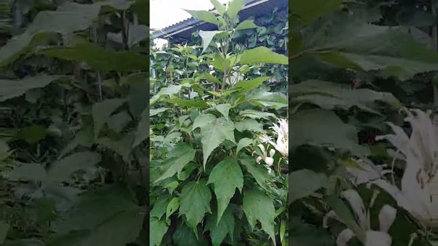 Что делать, если у вас узкий участок? смотреть онлайн