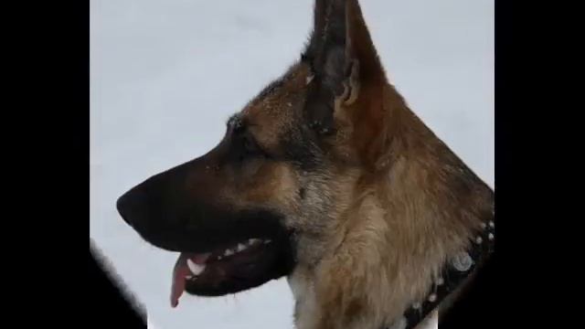 Шали Сильная Духом от рождения до 2 лет смотреть онлайн