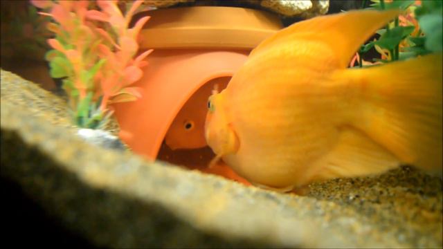 Blood Parrot Cichlid Fish Laying Eggs 🐟 Breeding, Mating Parrot Fish смотреть онлайн