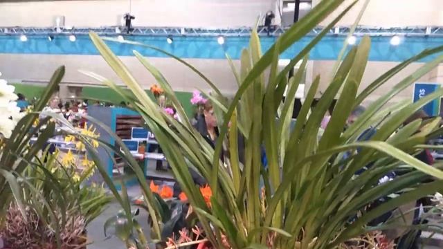 Орхидеи. Philadelphia flower show 2019 (Выставка цветов. США. Филадельфия) ОРХИДЕИ. смотреть онлайн