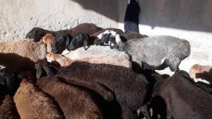 САМАРКАНД КИРЧА МОЛ БОЗОРИ КУЙ ВА КУЗИЛАР НАРХЛАРИ