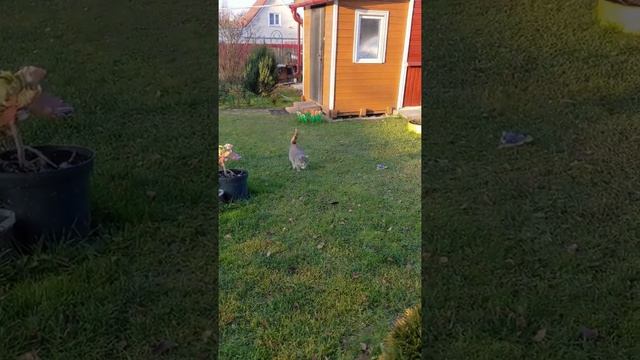 Кормлю котов ротанами с деревенского пруда смотреть онлайн