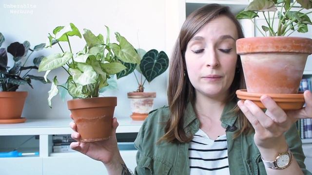 SYNGONIUM PFLEGE | GIESSEN, VERMEHREN, RICHTIGER STANDORT | Coyote Diaries