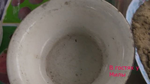 Киви.Выращивание Киви.growing kiwi at home. смотреть онлайн