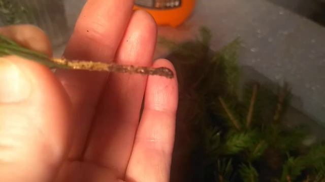 Первый результат укоренения хвойных.