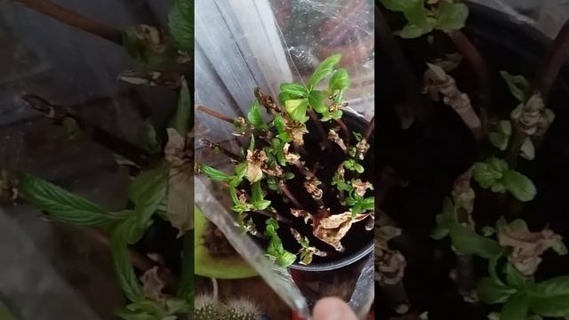 оранжерея на лоджии смотреть онлайн