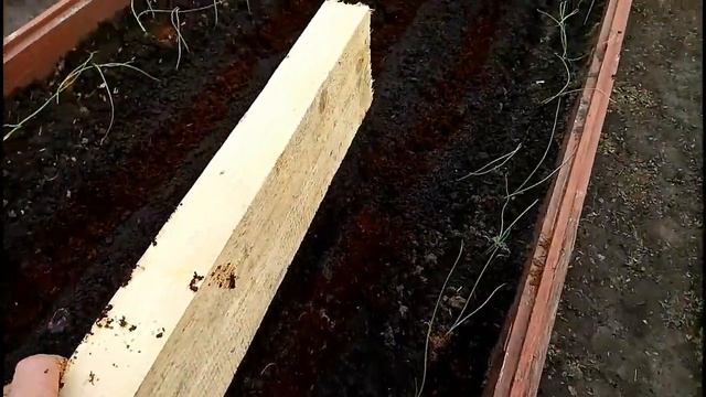 МОРКОВЬ Выращиваем в Сибири, от посадки до урожая Сибирская Мини Дачка смотреть онлайн