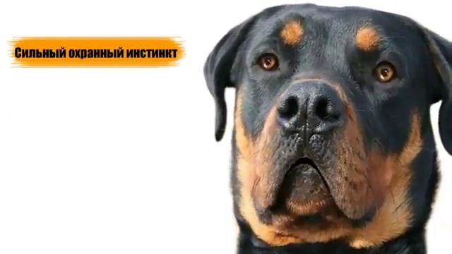 Ротвейлер объясняет свой характер смотреть онлайн
