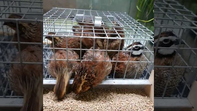 Виргинские перепела. Виргинская куропатка. смотреть онлайн