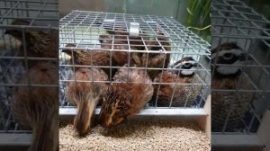 Виргинские перепела. Виргинская куропатка.