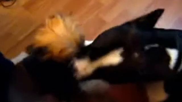 Любовь зла полюбишь и лысую или наши дети смотреть онлайн