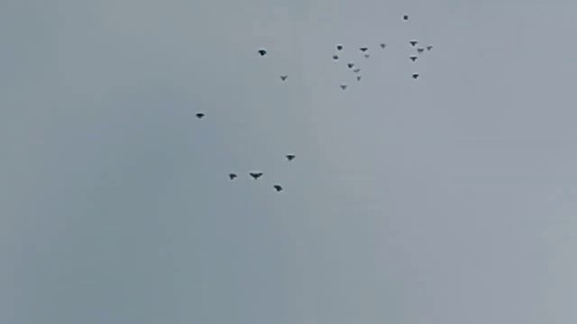 николаевские голуби! 18-02-2022 смотреть онлайн