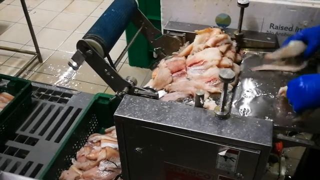 Удаление шкуры трески на шкуросъемной машине CH 350 P Южная Корея смотреть онлайн