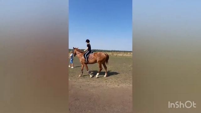 Тренировка #тренировка #конныйспорт #тренировкапоконномуспорту смотреть онлайн