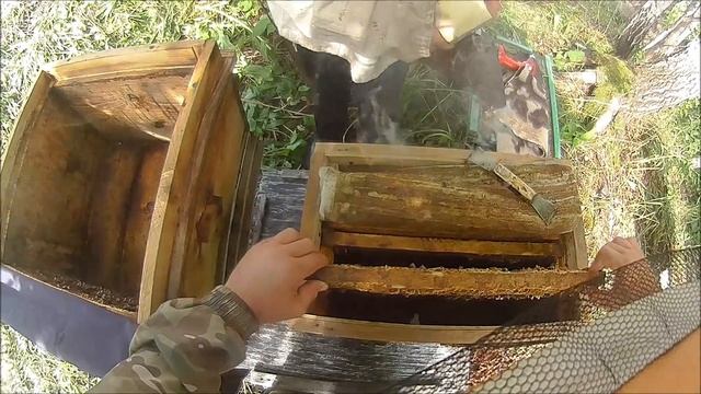 6 ЛОВУШЕК + 4 ДНЯ = 5 РОЁВ ? ЭТО РЕАЛЬНО ! Как поймать рой пчёл в лесу. | НАЕДИНЕ С ПРИРОДОЙ смотреть онлайн