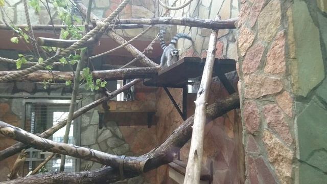 Кошачий лемур. смотреть онлайн