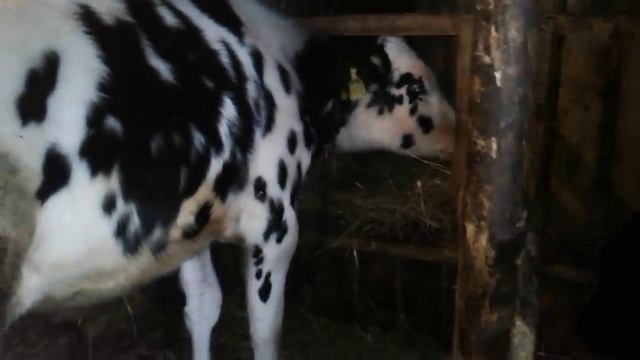 Бычки выросли-200 кг в 6 месяцев!Мое мнение о бычках голштинской породы! смотреть онлайн