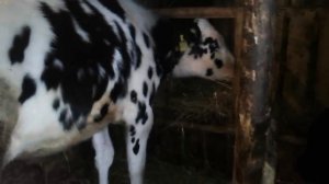 Бычки выросли-200 кг в 6 месяцев!Мое мнение о бычках голштинской породы!