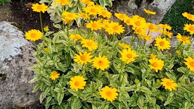 Солнечный уголок хутора. Гелиопсис - цветок августа. смотреть онлайн