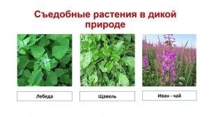 дикорастущие растения.mp4