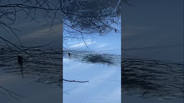 Зимний лес 🌳#русская#зима#природа#рыбалка смотреть онлайн