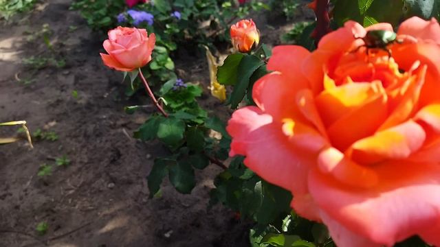 Цветок, домик для жучков.