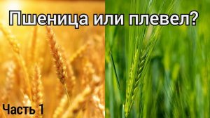 Пшеница или плевел? Плевелы в церкви. Часть 1/2
