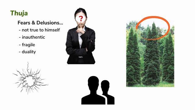 Materia Medica Series #4 Thuja Occidentalis