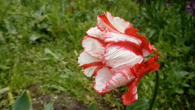 Тюльпан Попугайный Estella Rijnveld (Эстелла Рижнвельд) смотреть онлайн