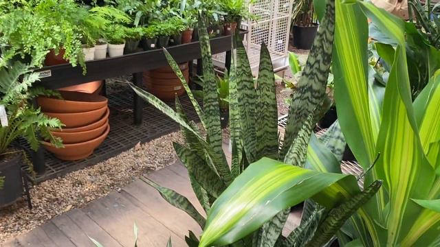 Houseplant Shopping in Brooklyn, NY! Crest Hardware, Wholesome Basket, & Graham Garden смотреть онлайн