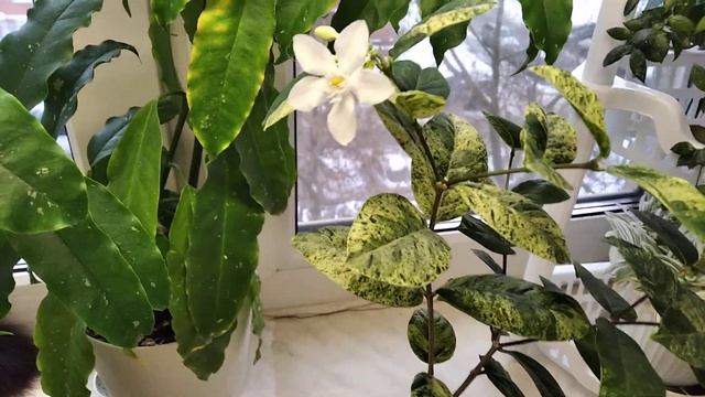 Хойя Локки и Райтия антидизентерика смотреть онлайн