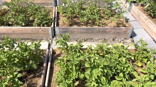 ФИТОФТОРА НА КАРТОФЕЛЕ ЧЕМ БОРЮСЬ. КАРТОФЕЛЬ ? У СОСЕДЕЙ смотреть онлайн