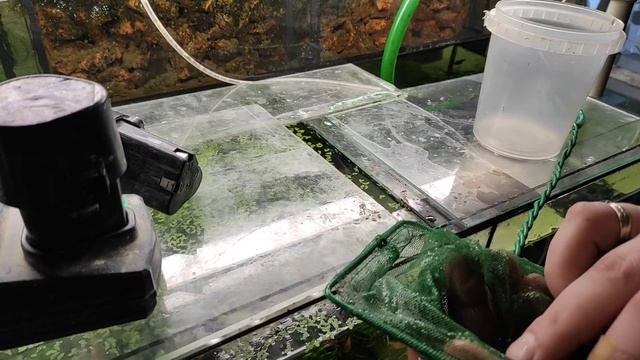 Старенькие данио гло порадовали и сколько меченоска родила... смотреть онлайн