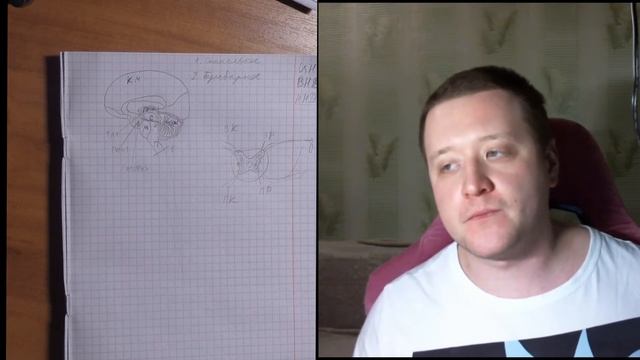 Основы физиологии #3. Строение и функции центральной нервной системы смотреть онлайн