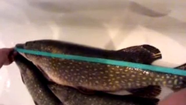 Шука 7,5 смотреть онлайн