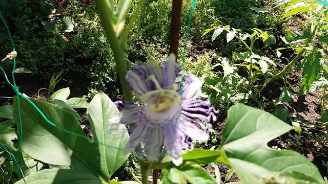 Пассифлора инкарната. Первый цветок смотреть онлайн