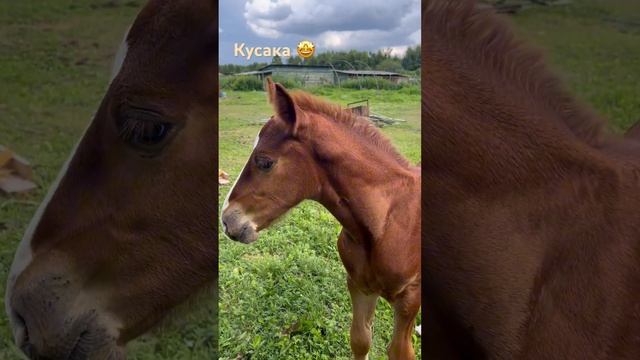Маленький кусака ? #shorts #animalplanet #природа #nature #жеребенок #тюмень #казачьеподворье смотреть онлайн