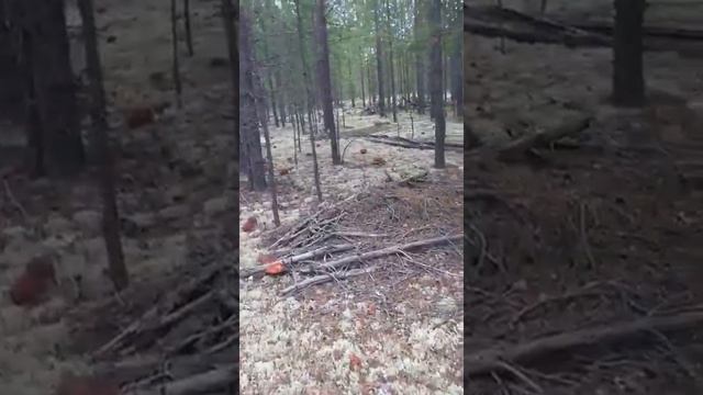 Белые грибы на белом мху смотреть онлайн