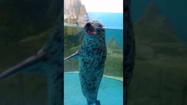 Нерпа показывает язык