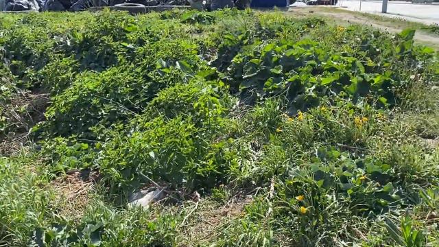 Субботник 15.05.2021г Лог реки ТЮМЕНКИ смотреть онлайн