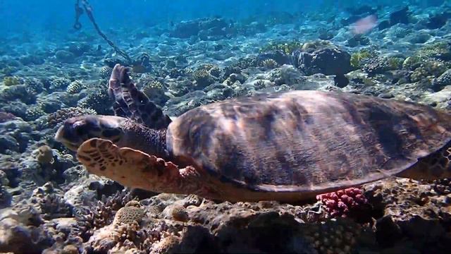 Черепаха Бисса (или настоящая каре́тта) уходит в море с рифа (Continental Garden Reef 03.05.2023) смотреть онлайн