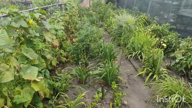 ВЫВОД УТЯТ В ИНКУБАТОРЕ, как вывести утят в инкубаторе? МУСКУСНЫЕ УТЯТА И НЕ ТОЛЬКО. ОБЗОР ХОЗЯЙСТВ смотреть онлайн