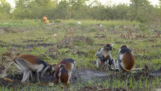 What Makes Monkeys Poisonous? | Survival of The Weirdest | Love Nature смотреть онлайн