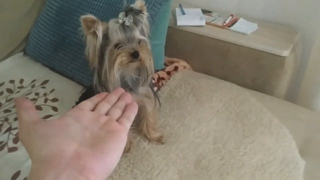 ЙОРК ШОН ПИЖОН